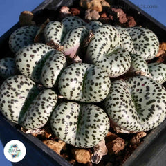 Conophytum obcordellum / 40 seeds