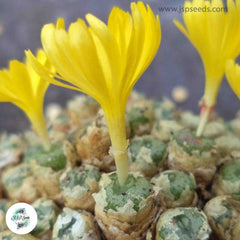 Conophytum auriflorum [RARE] / 40 seeds