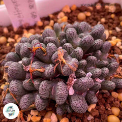 Conophytum luckhoffii / 40 seeds