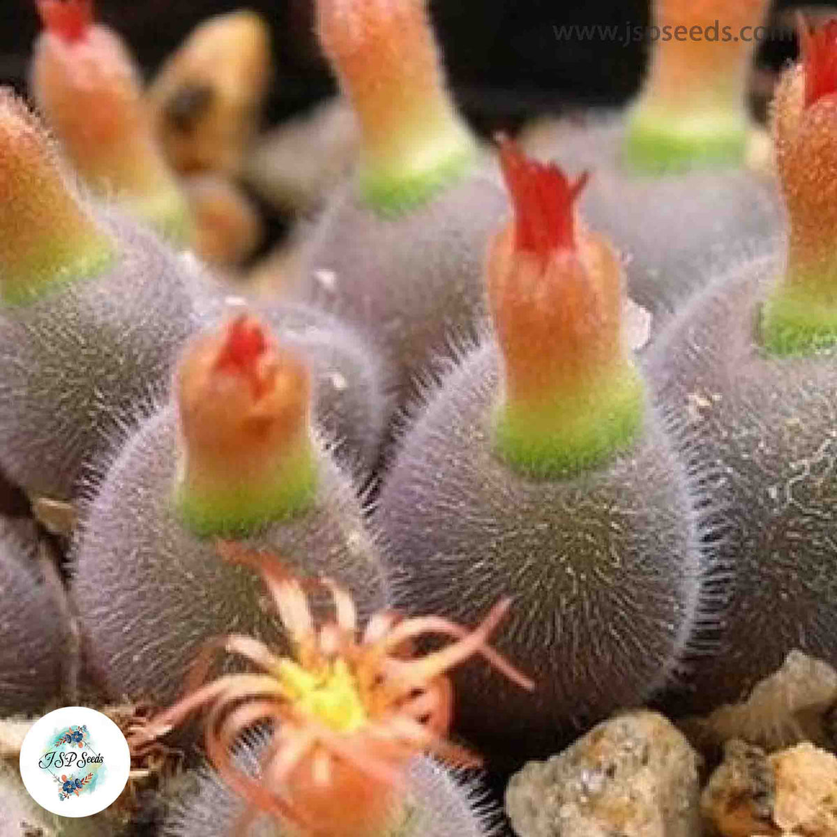 Conophytum stephanii ssp helmutii [VERY RARE] / 40 seeds