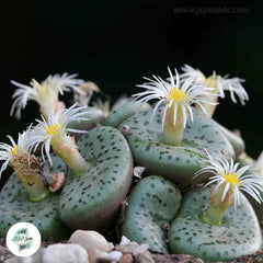 Conophytum obcordellum ‘declinatum’ / 40 seeds