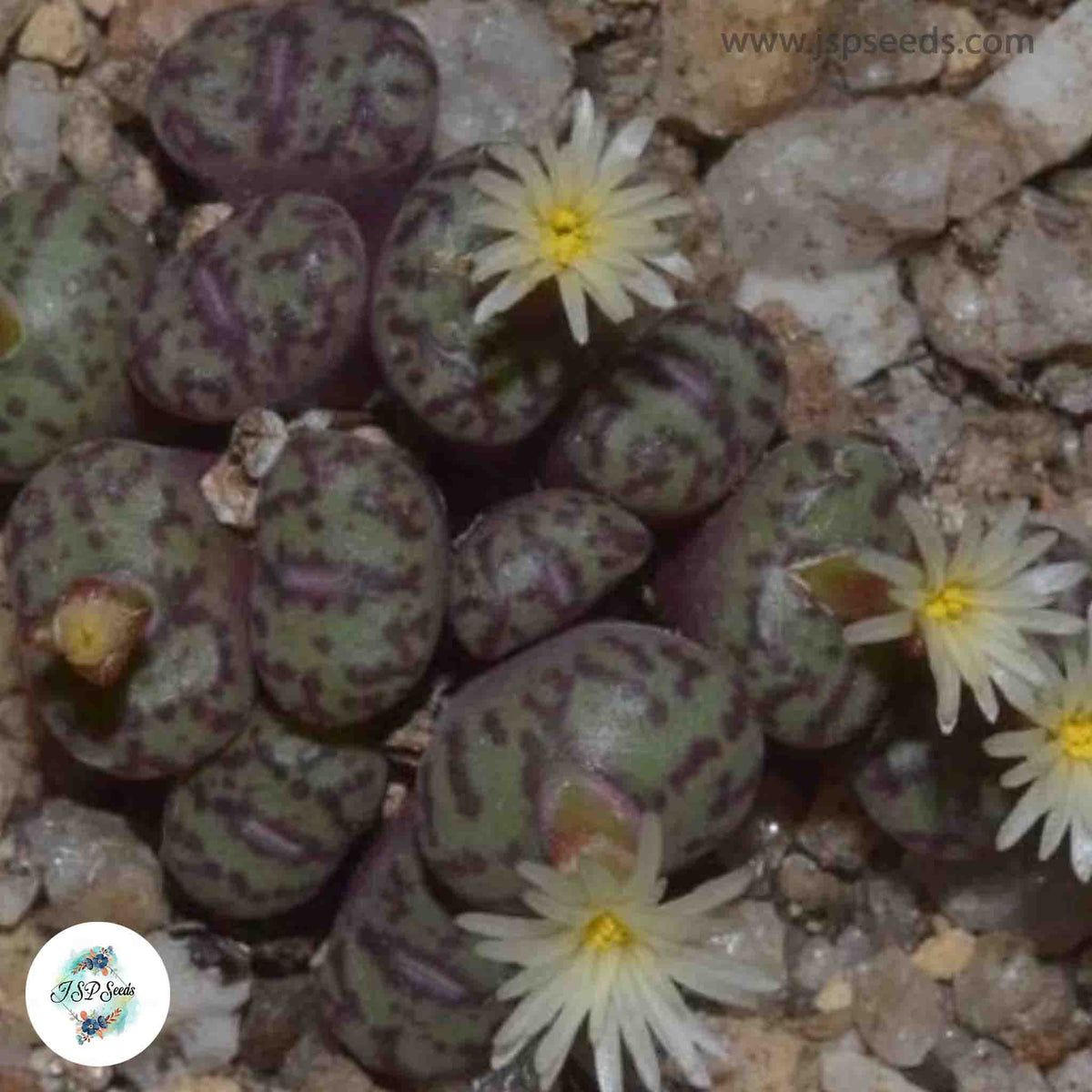 Conophytum obcordellum ssp rolfii [RARE] / 40 seeds