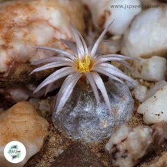 Conophytum hammeri [RARE] / 40 seeds