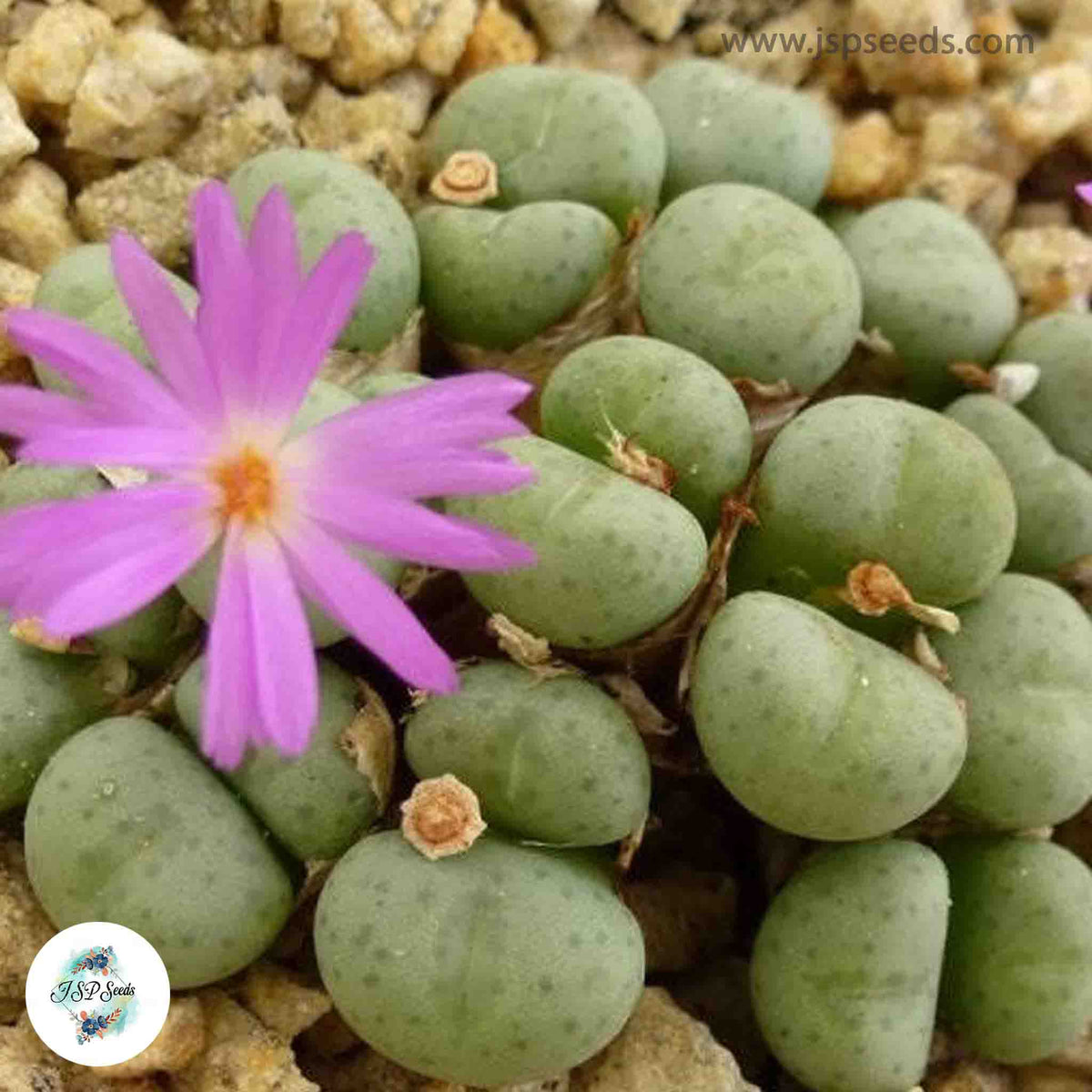 Conophytum minutum / 40 seeds (Living Pebbles, Minute buttons)