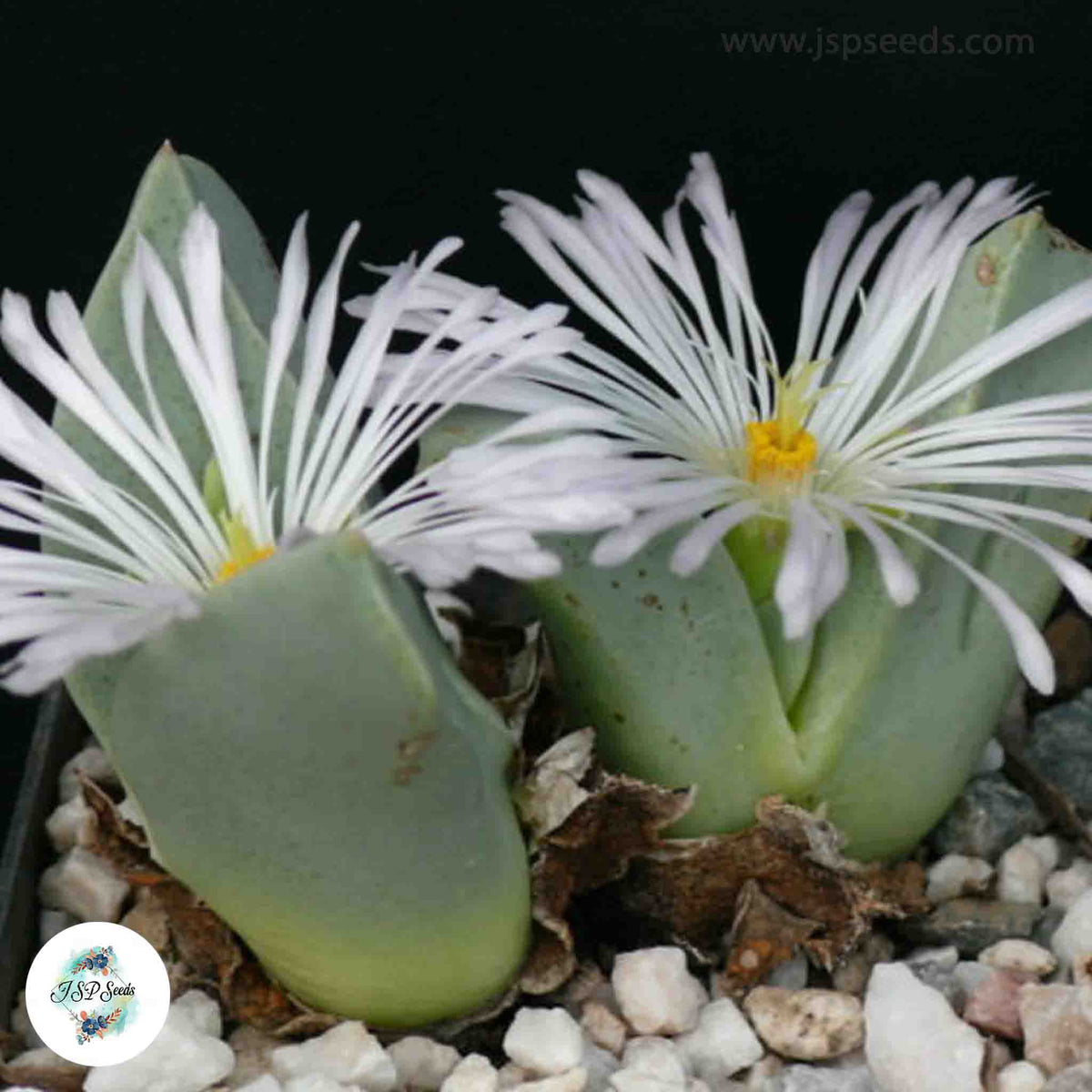 Conophytum herreanthus / 40 seeds