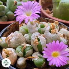 Conophytum ectypum / 40 seeds