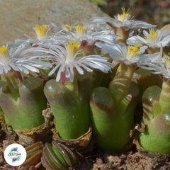 Conophytum concordans / 40 seeds