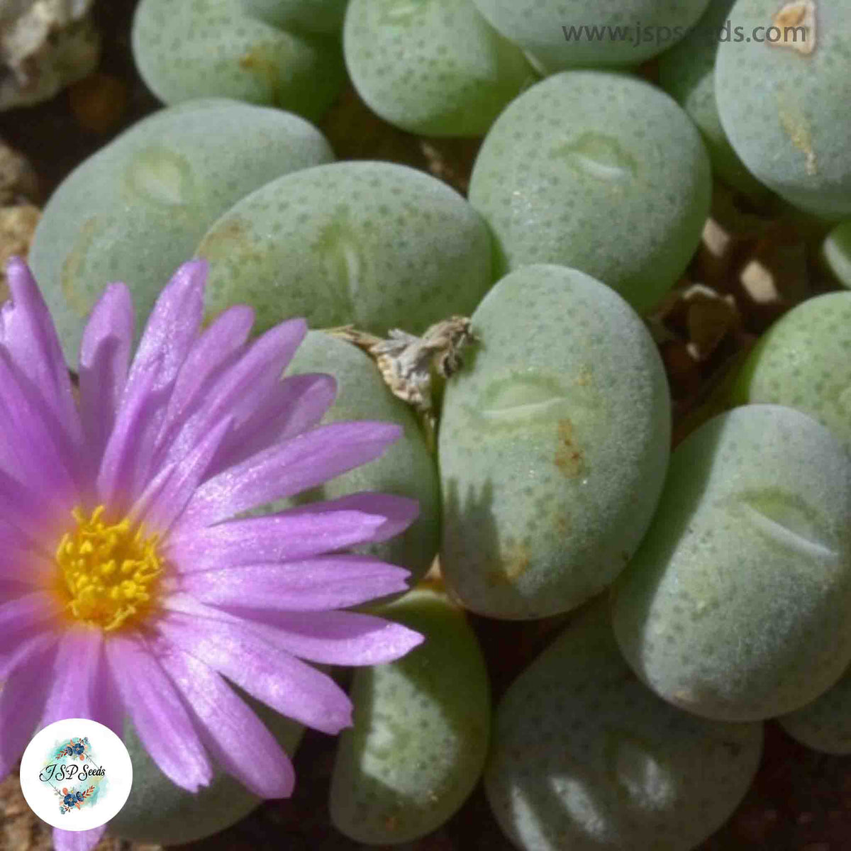 Conophytum taylorianum ssp ernianum / 40 seeds