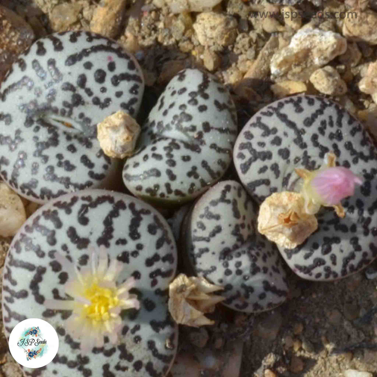 Conophytum obcordellum ‘ursprungianum’ [RARE] / 40 seeds