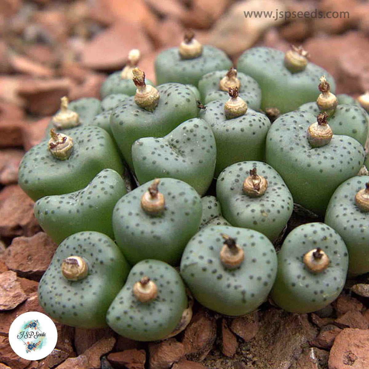 Conophytum obcordellum ssp stenandrum / 40 seeds