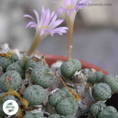 Conophytum jucundum / 40 seeds