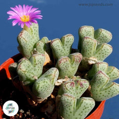 Conophytum marginatum / 40 seeds