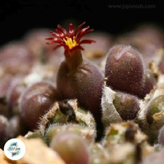 Conophytum pubicalyx [Very RARE] / 40 seeds