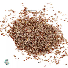 300 Pink Cortaderia Selloana Seeds Pampas Grass Perennial Blooms Seeds