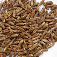 12 Asgar Date Palm Seeds Phoenix dactylifera (Arecaceae) Fruit Seeds (UAE Lab 115)