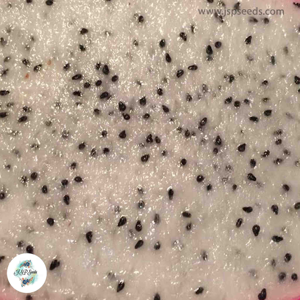 50 Red Dragon Fruit Seeds Pitaya Pitahaya Hylocereus Undatus Cactus Se ...
