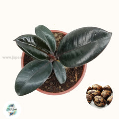 20 Dwarf Black Indian Rubber Plant Rubber Tree Seeds Rubber Seeds