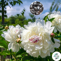 20 Festiva Maxima Peony Paeoniaceae Paeonia suffruticosa Tree Flower Plant Seeds (Lucky Flower) (Flower Garden Potted Plants)