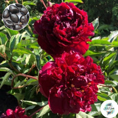 20 Francoise Ortegat Peony Paeoniaceae Paeonia suffruticosa Tree Flower Plant Seeds (Lucky Flower) (Flower Garden Potted Plants)