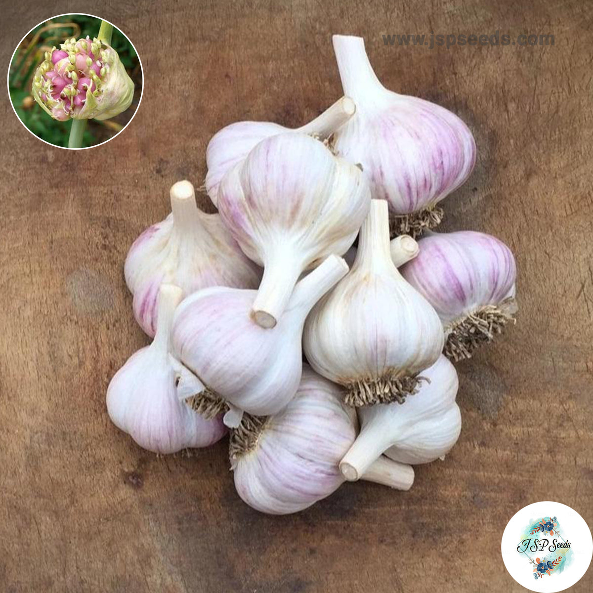 20 gram White Polish Hardneck Garlic Bulbils (Organic Vegetable) Non-GMO Heirloom Seeds