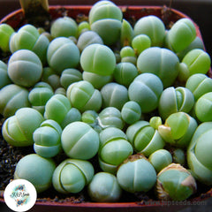 Gibbaeum mix / 40 seeds