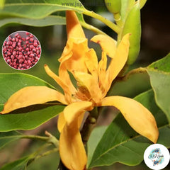 20 Golden Champaca Joy Perfume Tree Michelia Champaca Seeds (Asia Flower)