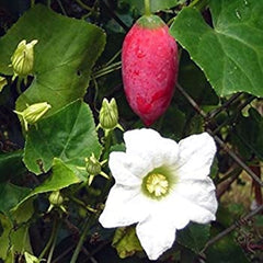 30 Seeds IVY GOURD, Coccinia grandis, Scarlet gourd tindora Seeds