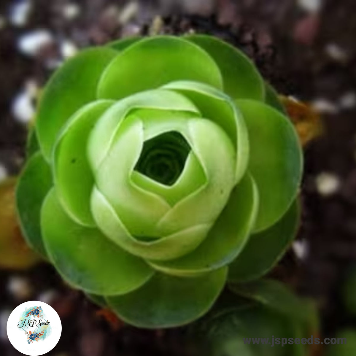 Greenovia aurea / 40 seeds (Aeonium aureum)