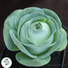 Greenovia diplocycla / 40 seeds (Aeonium diplocyclum)