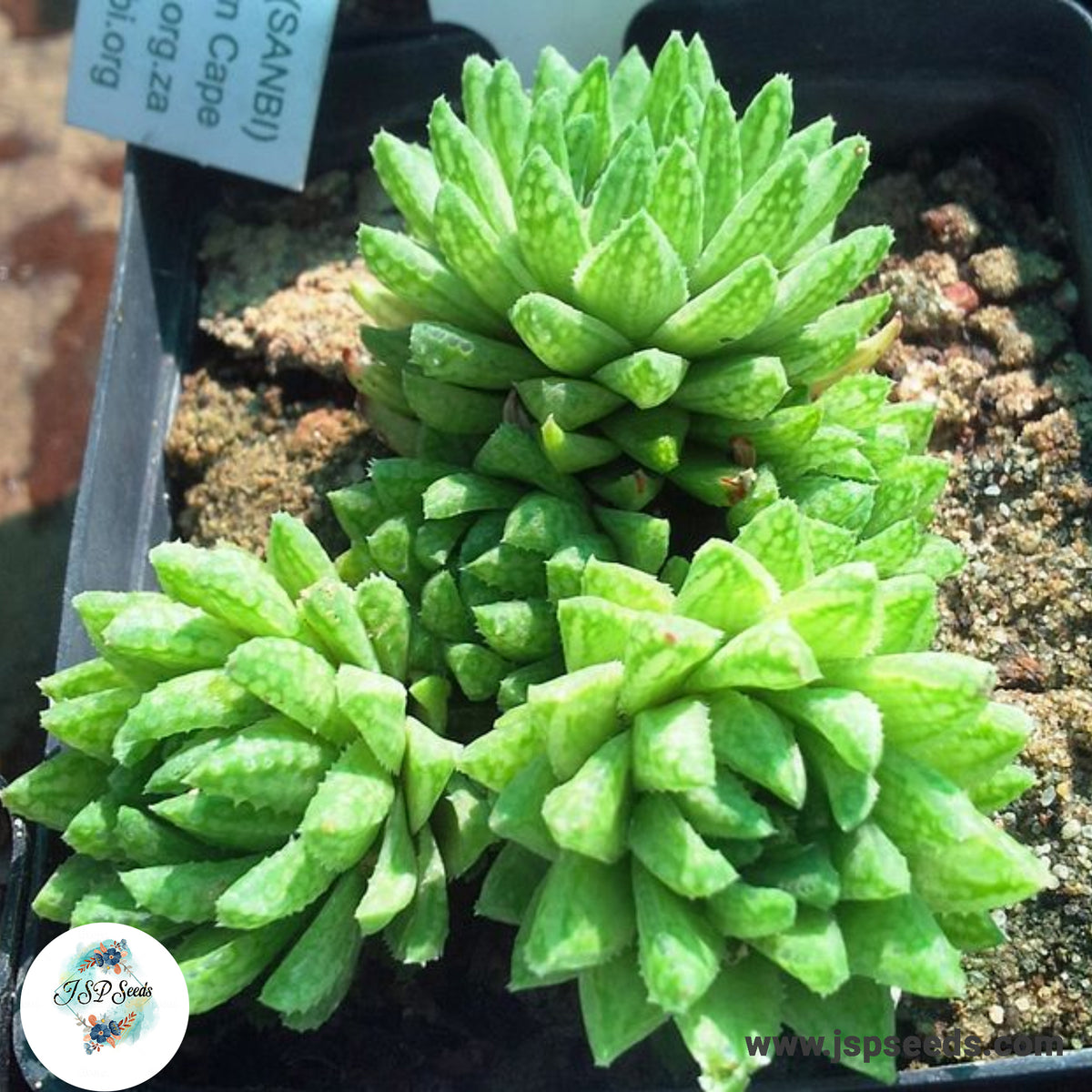 Haworthia reticulata / 40 seeds