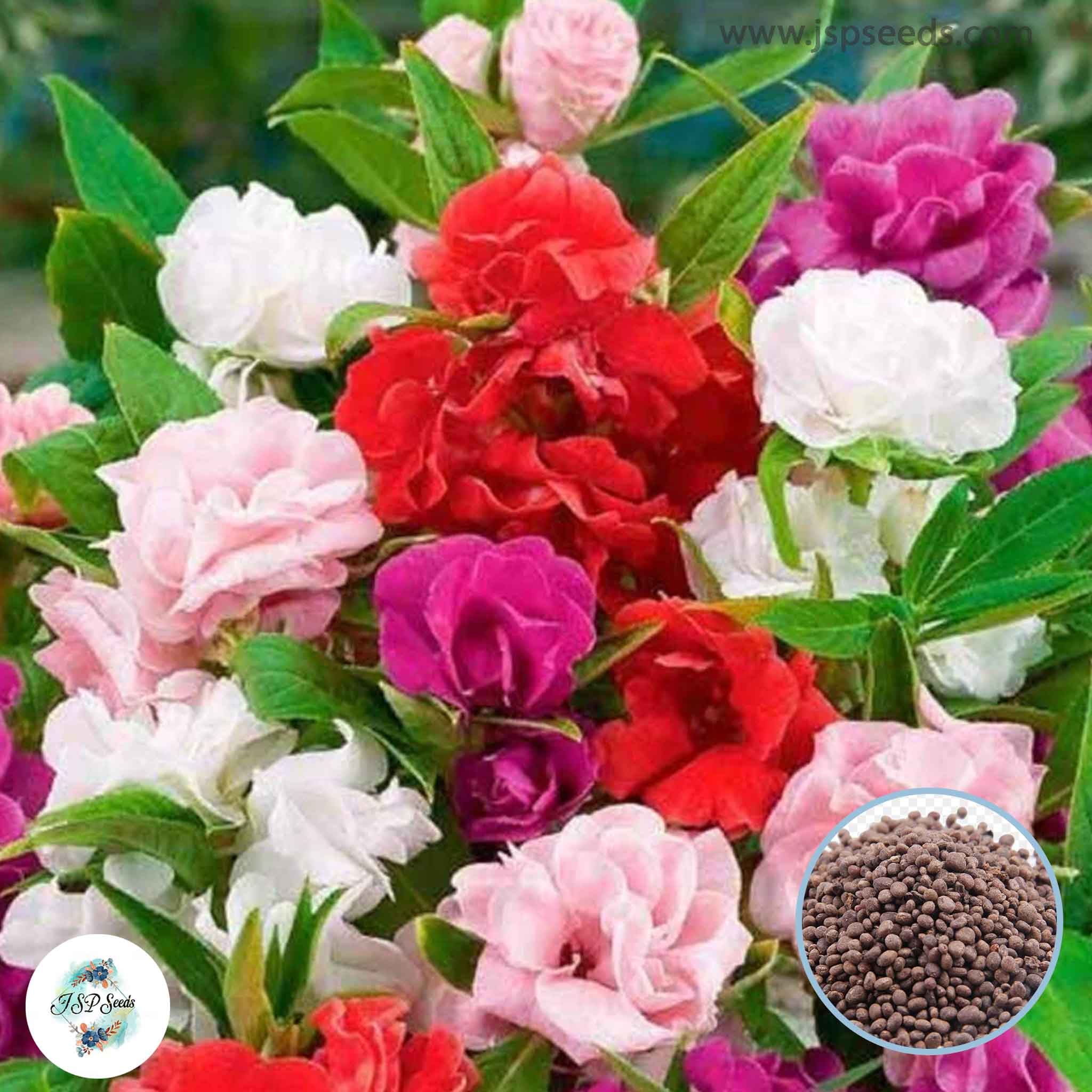 Balsamina 100 Mixed Impatiens Balsamina Balsam Camelia Flower Wildflower Seeds ...