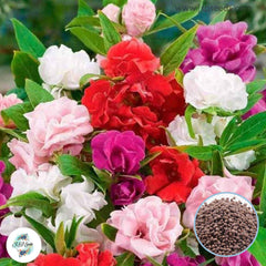 100 Mixed Impatiens Balsamina Balsam Camelia Flower Wildflower Seeds Touch Me Not