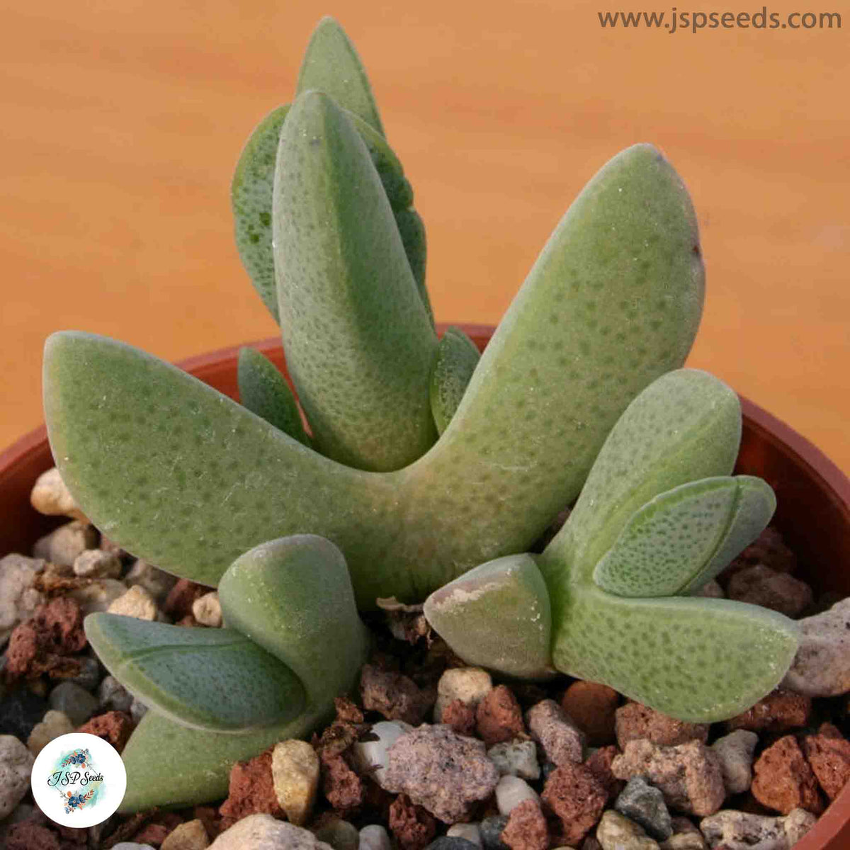 Cheiridopsis purpurea / 40 seeds (Living stones)