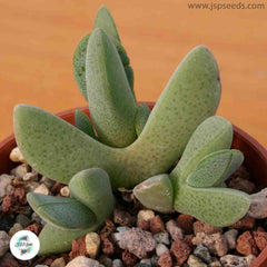 Cheiridopsis purpurea / 40 seeds (Living stones)