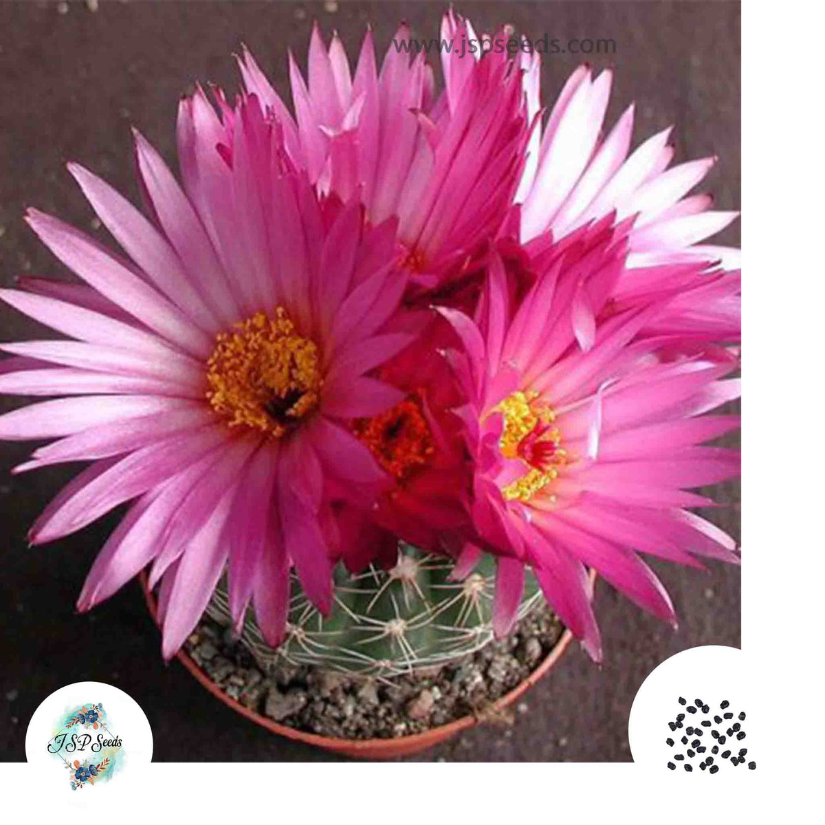 40 Seeds Notocactus uebelmannianus HU78 v. nilsonii Cactus Succulent seeds