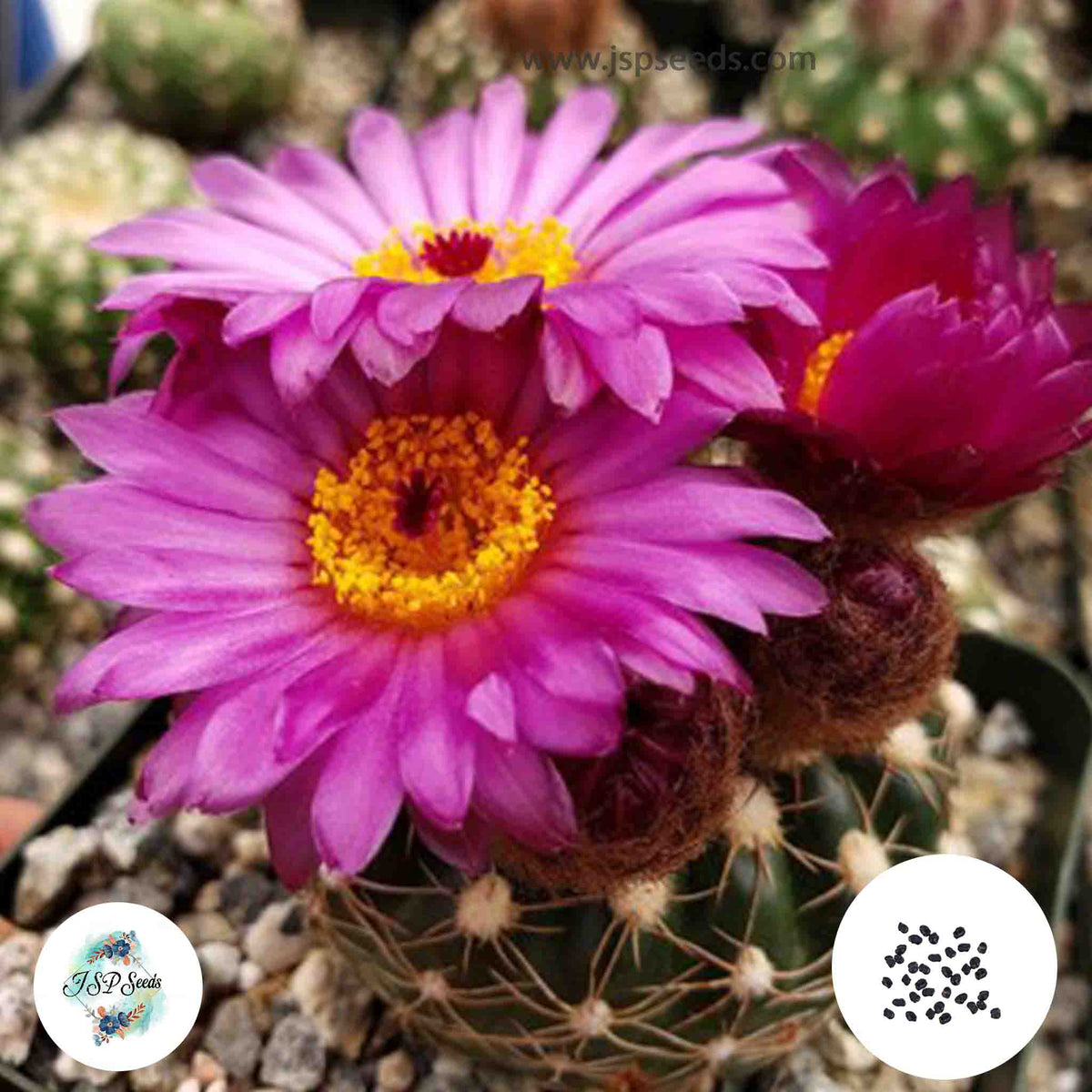 40 Seeds Notocactus uebelmannianus HU78 v. flaviflorus HU81 Cactus Succulent seeds