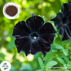 200 Black Velvet Petunia Seeds Grandiflora, Multiflora, Milliflora Perennial Flowers Annual Seeds (Flower)