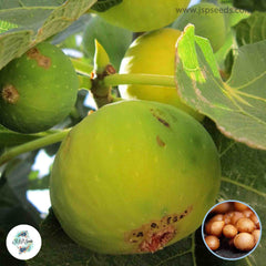 30 Kadota Ficus Carica Seeds Fig Seeds Tropical Bonsai Rare Fruit Seeds