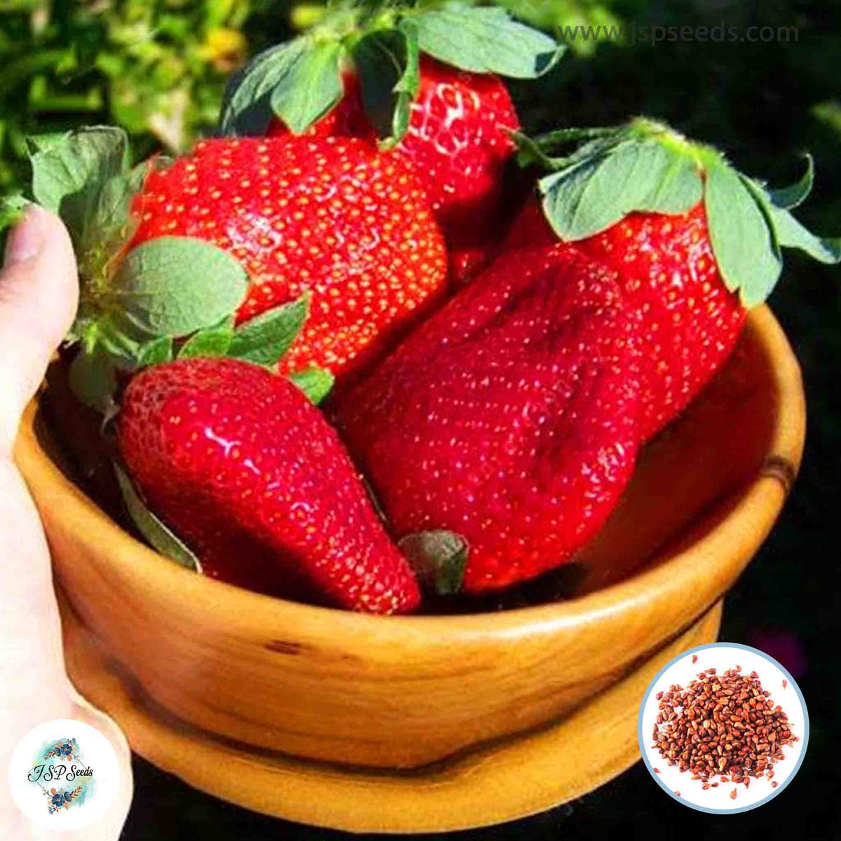 100 Giant Japan Strawberry Bonsai Dwarf Fruit Heirloom Seeds (Potted Plants)