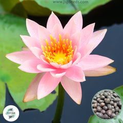 15 Thai Heirloom Lotus flower Bonsai Seeds Water Plants (Original Thai Seeds) 049