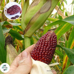 50 Dwarf Strawberry Corn Popcorn Corn Seeds