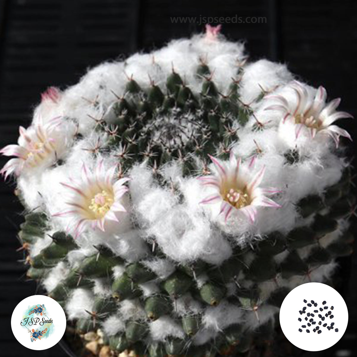 40 Seeds Mammillaria sempervivi Cactus Succulent seeds