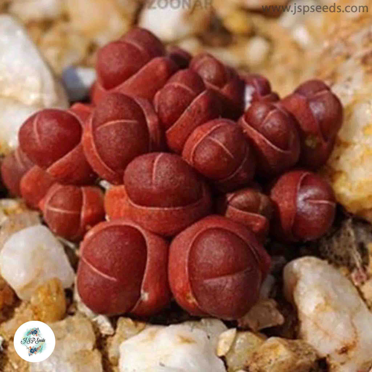 Oophytum nanum / 40 seeds
