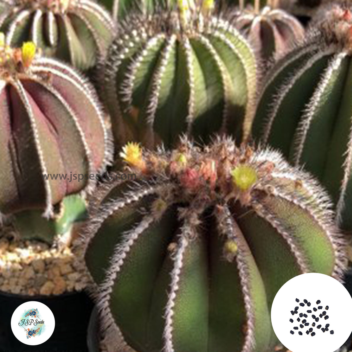 40 seeds Uebelmannia pectinifera  Cactus Succulent seeds