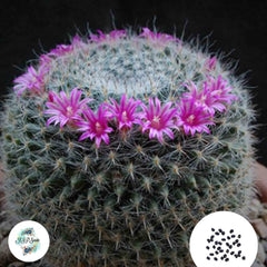 40 seeds Mammillaria bravoae  Cactus Succulent seeds