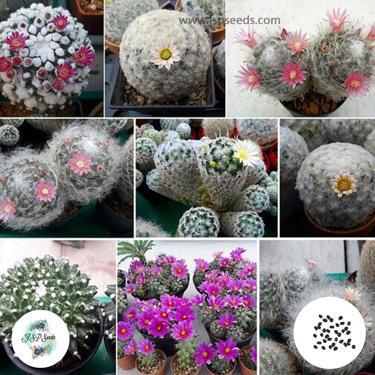 40 seeds Mammillaria seed mix - white variety  Cactus Succulent seeds