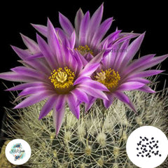 40 Seeds Gymnocactus beguinii Cactus Succulent seeds