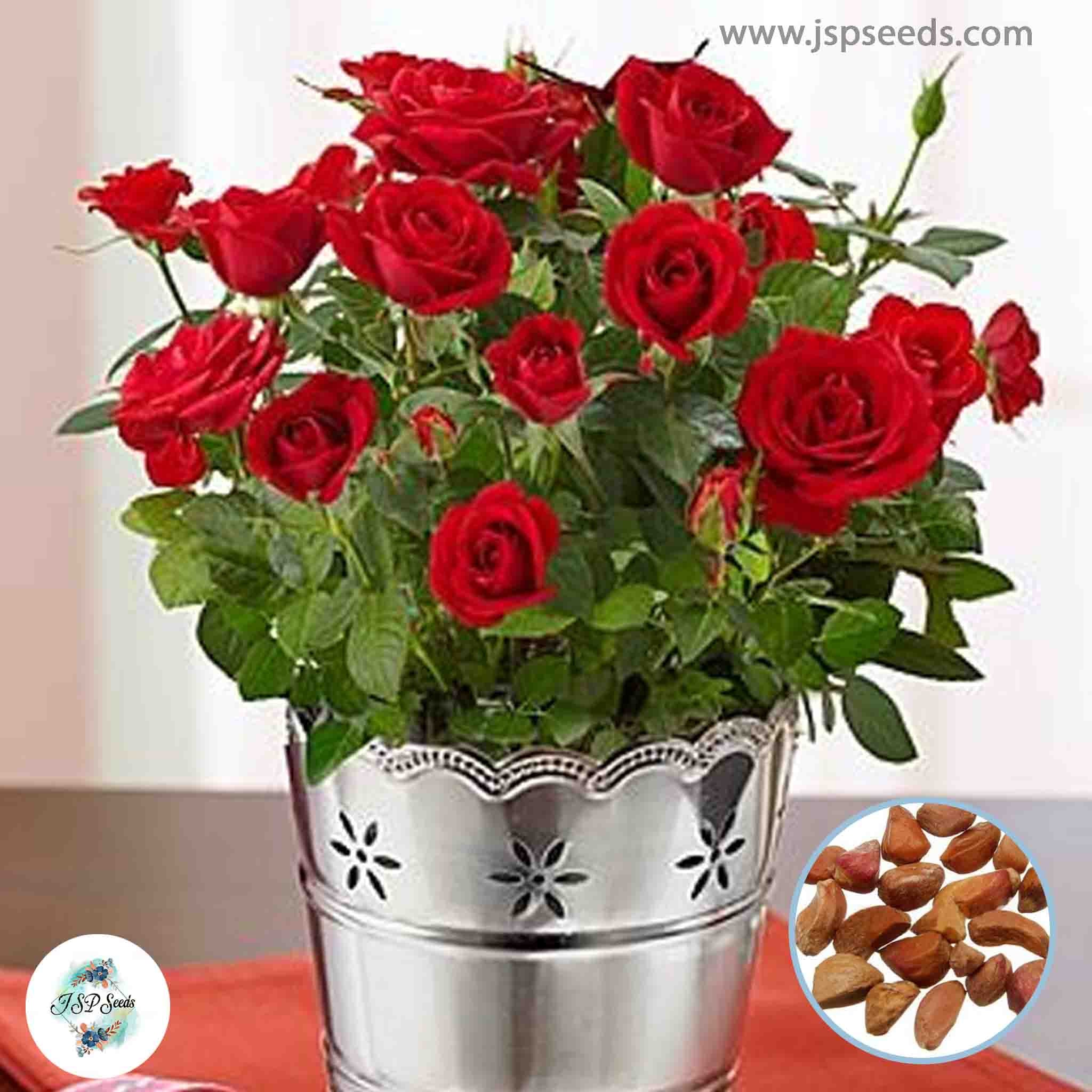 50 Heirloom Mini Miniature Red Rose Rosa bush Fragrant flower Bonsai G ...