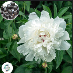 20 Avalanche Peony Paeoniaceae Paeonia suffruticosa Tree Flower Plant Seeds (Lucky Flower) (Flower Garden Potted Plants)