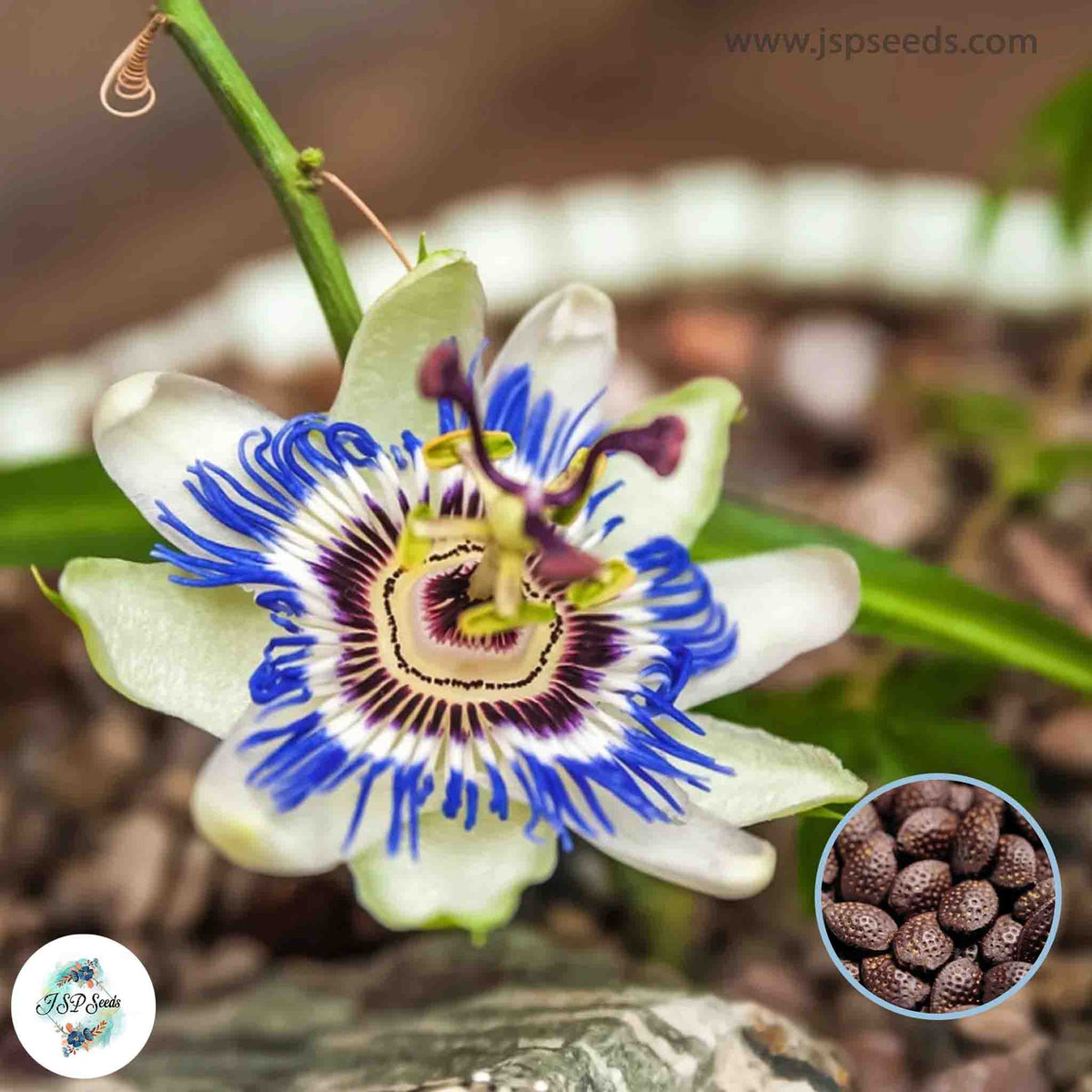 50 Passion Flower Bonsai Vine Seeds (Asia Fruit)